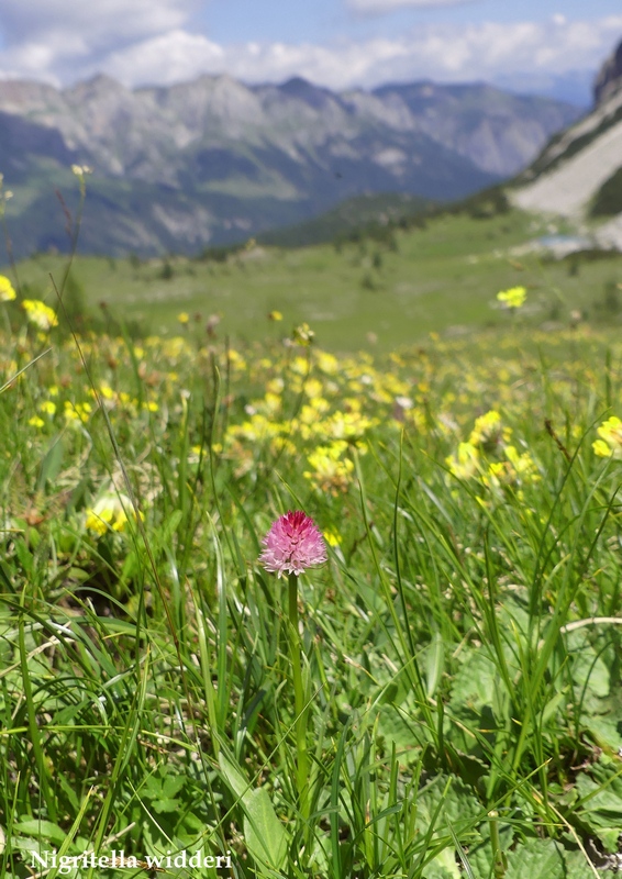 La Nigritella widderi nelle Dolomiti di Brenta.